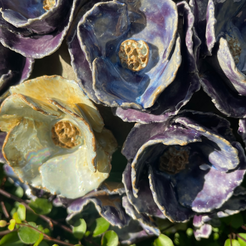 klaproos bloemen bol urn
